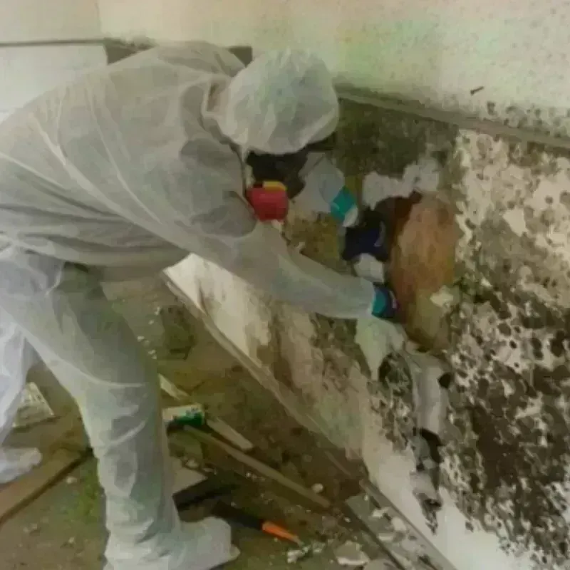 Mold Remediation and Removal in Alabama, NY